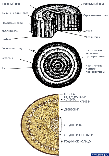 Структура древесины