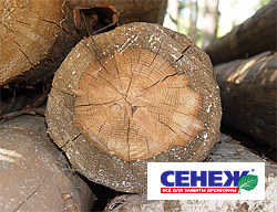 Защита торцов древесины от растрескивания